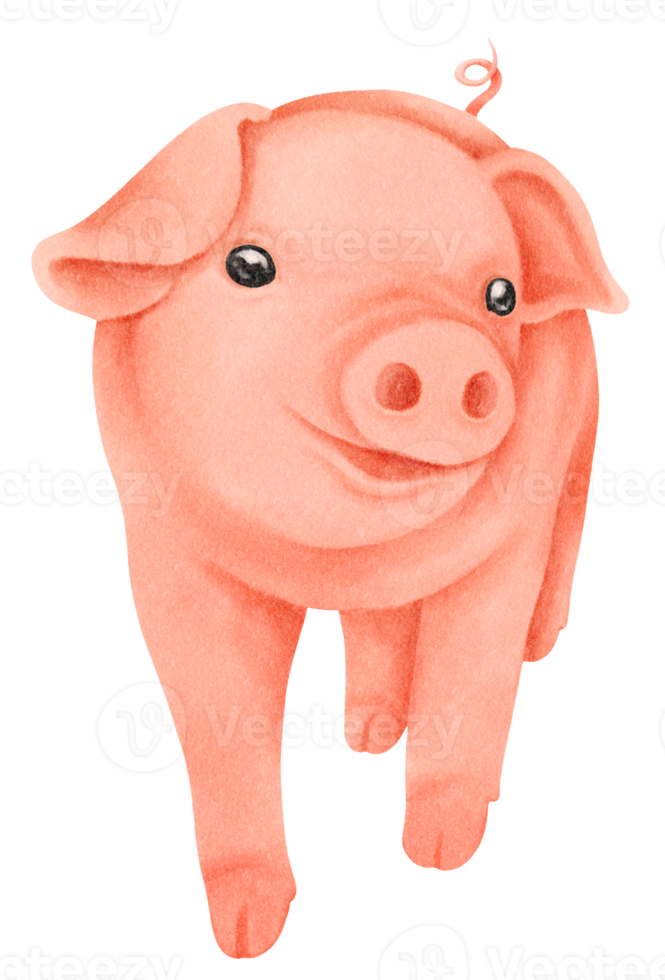 illustration aquarelle cochon mignon png