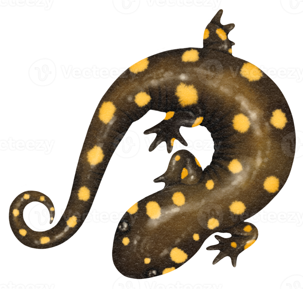 salamander akvarell illustration png