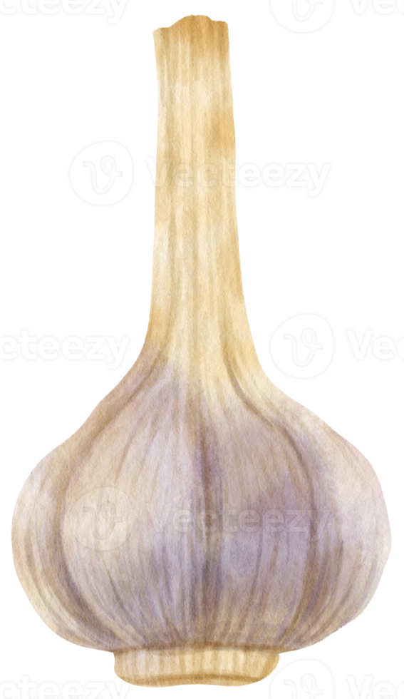 illustrazione dell'acquerello di verdure all'aglio png