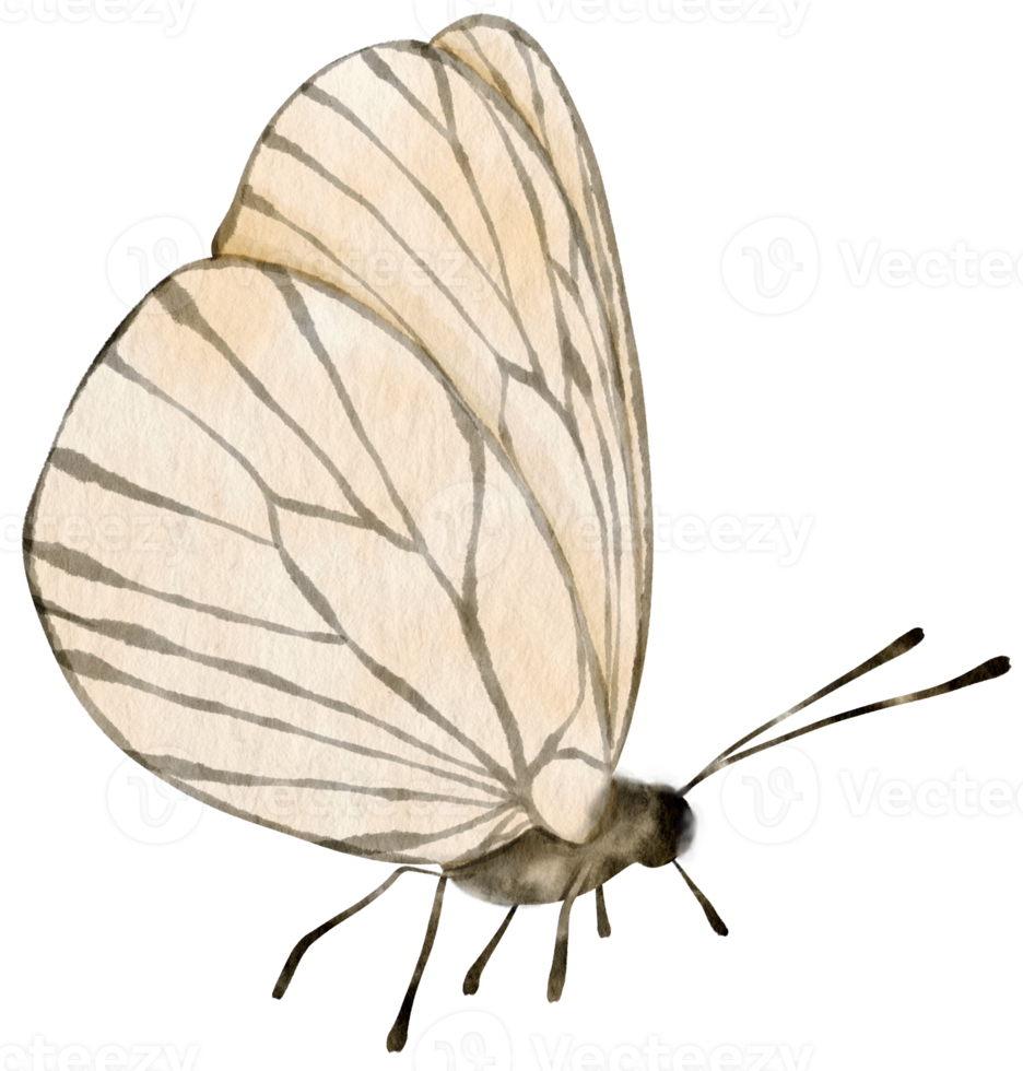 estilo aquarela de borboleta preto e branco para elemento decorativo png