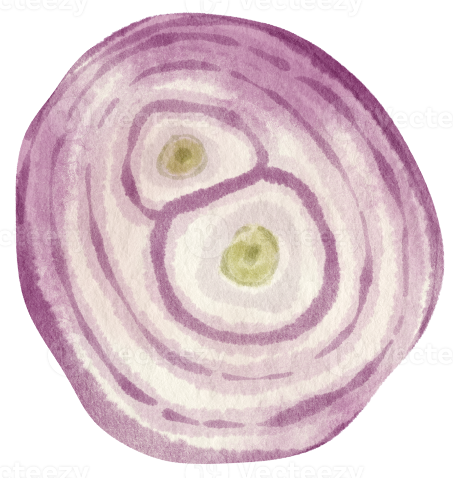 illustrazione dell'acquerello vegetale fetta di scalogno png