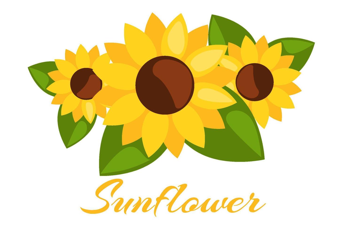 Three sunflower, isolated vector flower. Sunflower closeup.