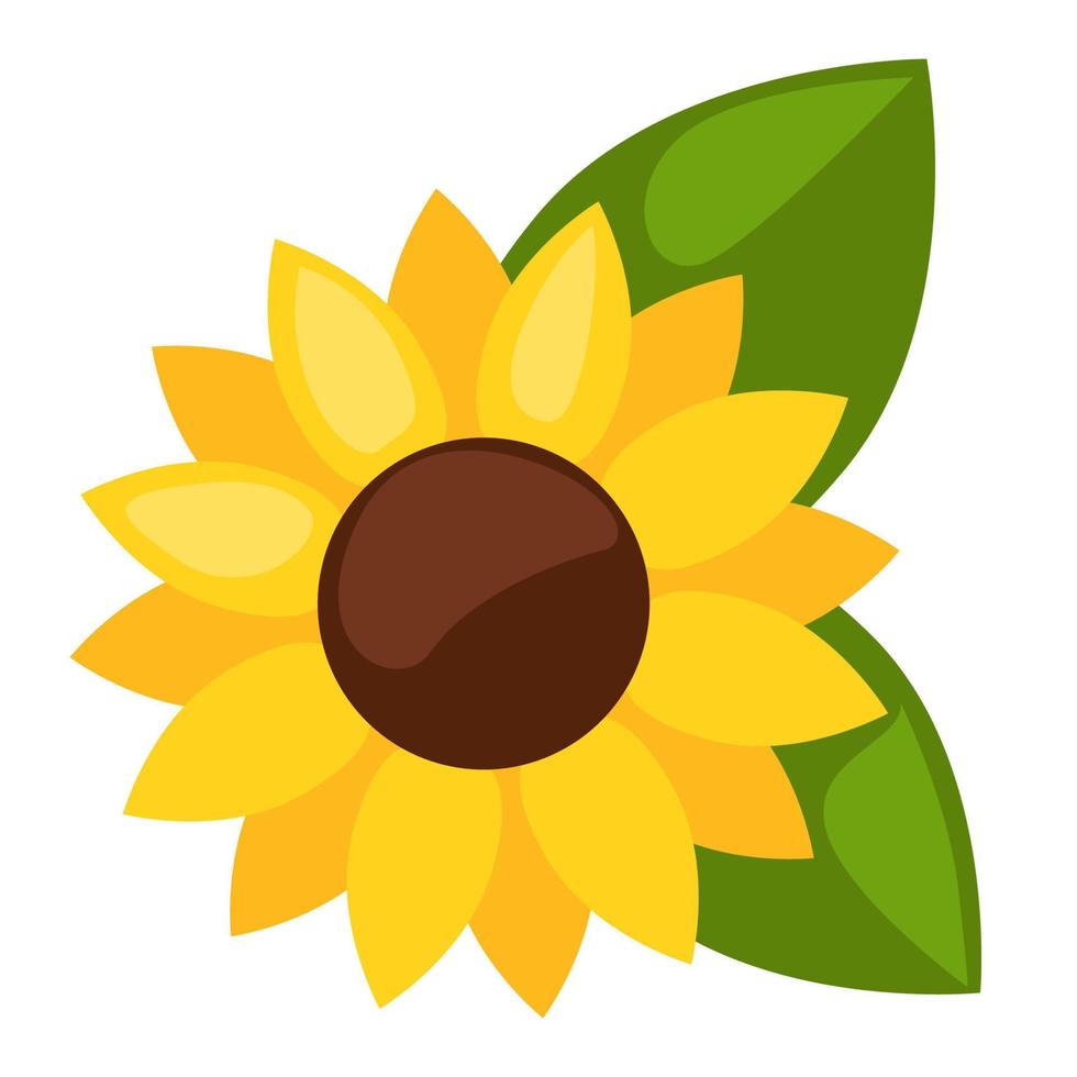 One sunflower, isolated vector flower. Sunflower closeup.