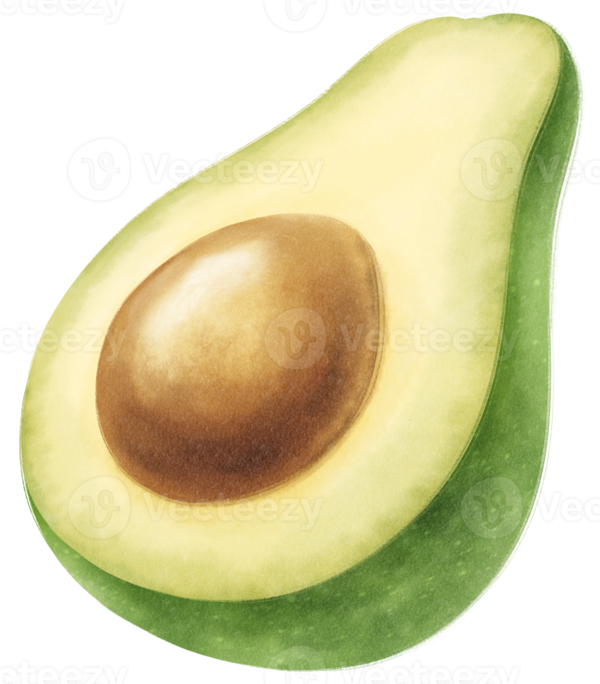 Avocado Watercolor illustration png