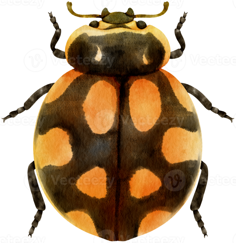 Ladybug watercolor painted png