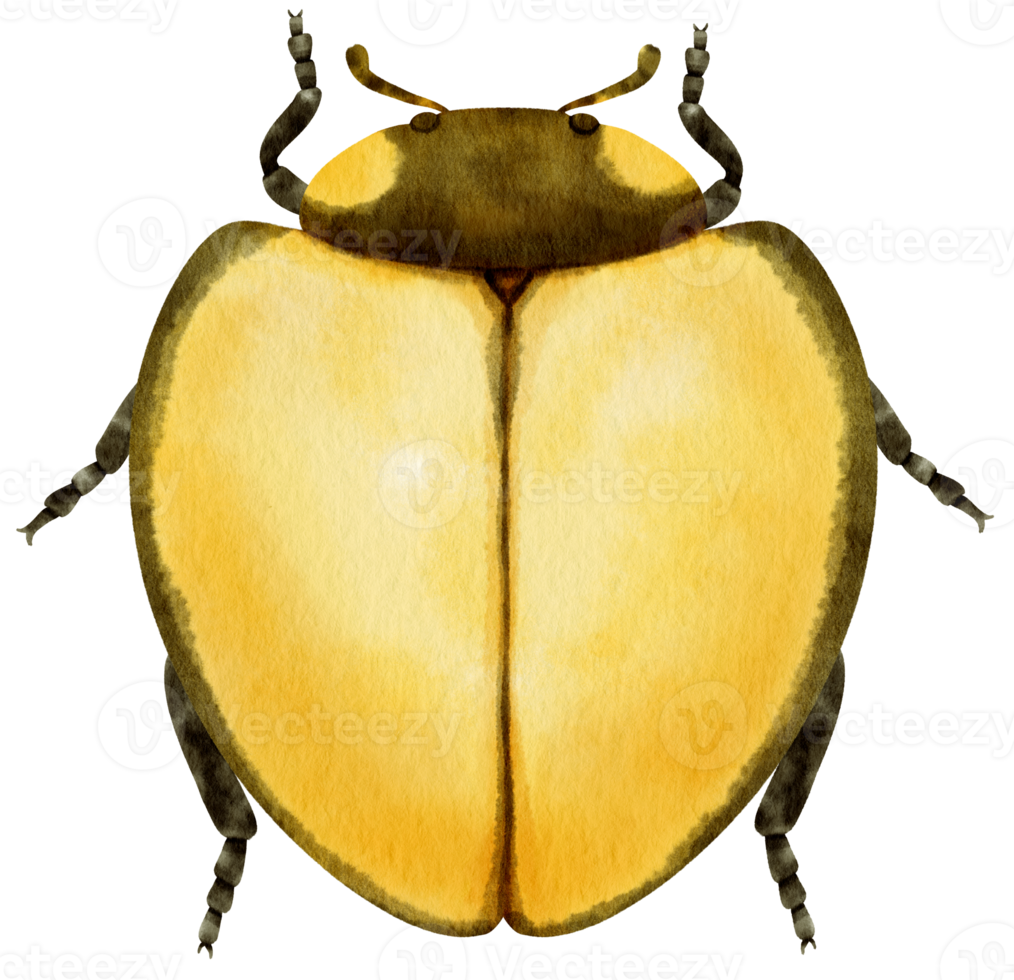 coccinella dipinta ad acquerello png