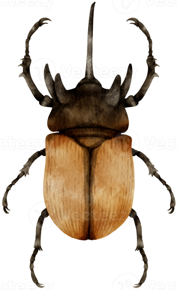 skalbagge bugg akvarell målade png