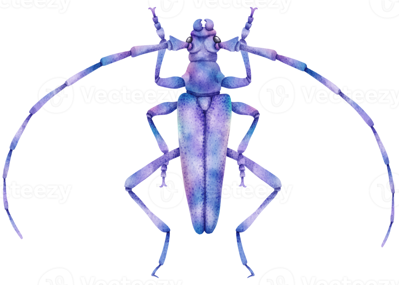 Bug watercolor painted png