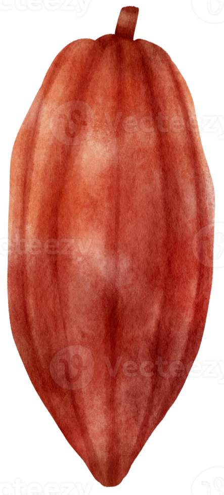 watercolor cacao fruit png