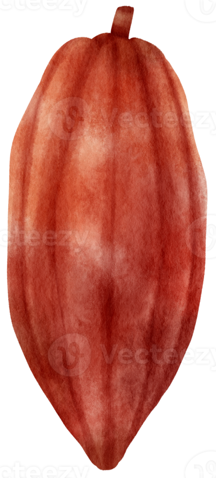 frutto di cacao ad acquerello png