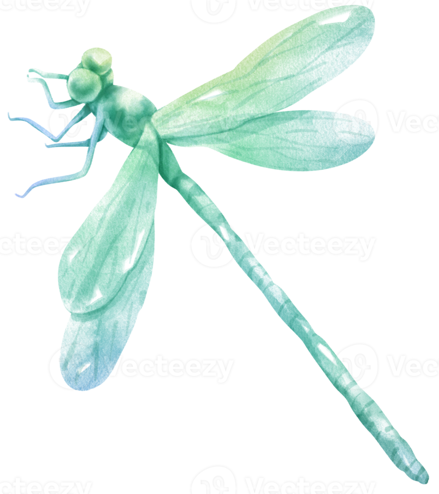 illustrazione dell'acquerello della libellula png