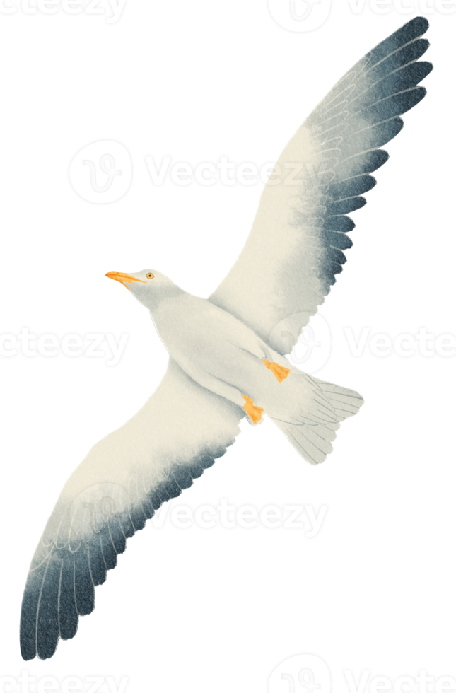 Flying Seagull watercolor png