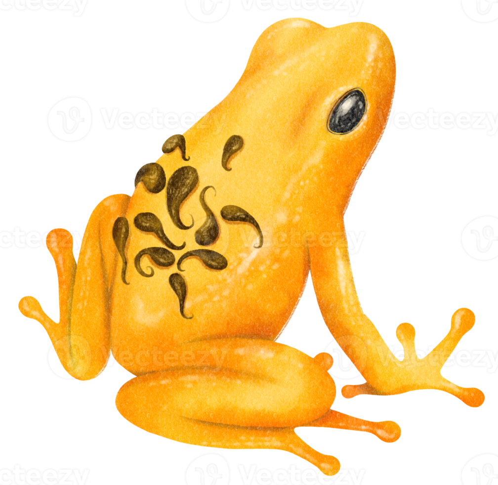 Watercolor hand painted Frog png