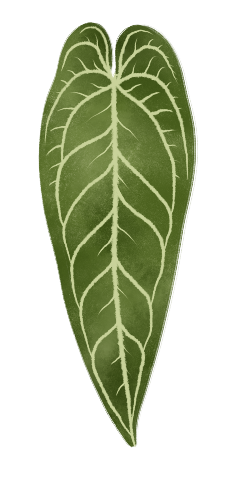 Tropical Green Leaf illustration in Watercolor png