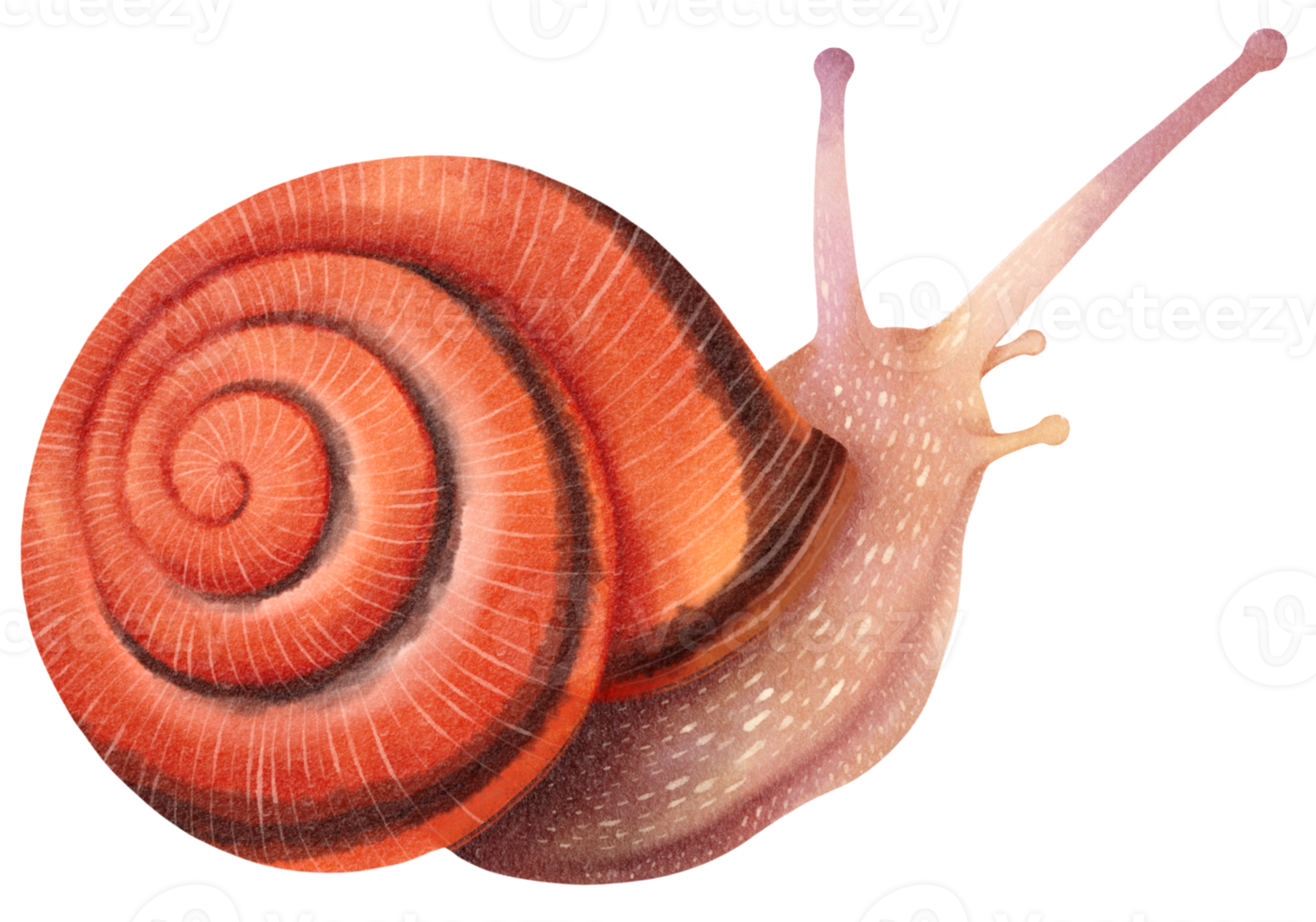 illustration aquarelle d'escargot png