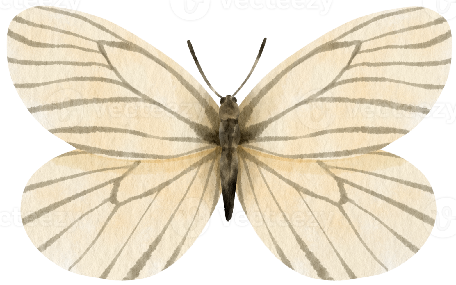 estilo de acuarela de mariposa en blanco y negro para elemento decorativo png