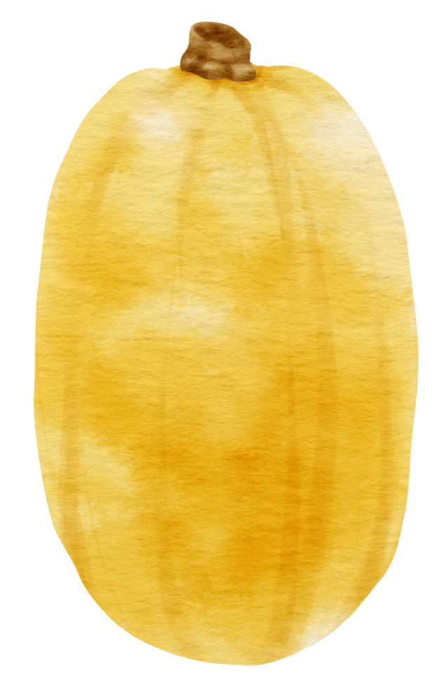 squash pumpkin watercolor style for Thanksgiving Decorative png