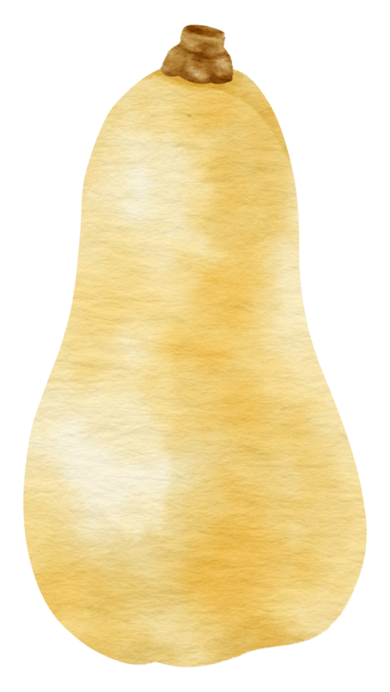 squash pumpkin watercolor style for Thanksgiving Decorative png
