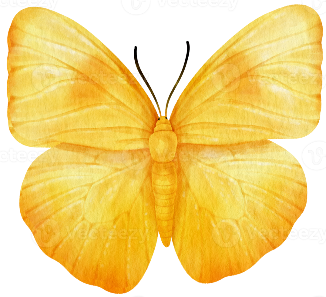 Yellow Butterfly watercolor style for Decorative Element png