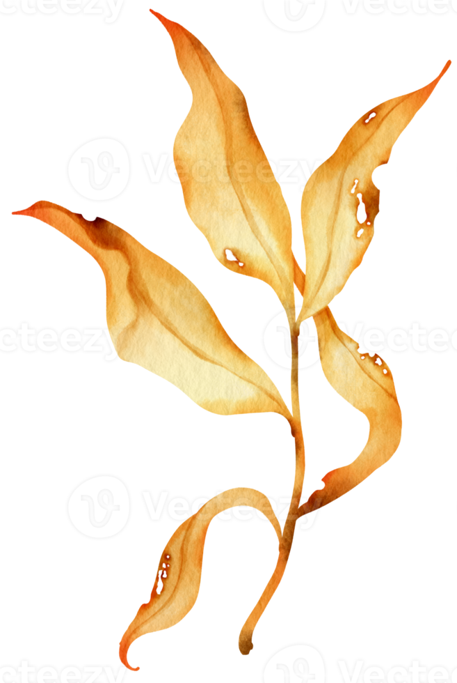 Dried autumn Leaf  watercolor style for Decorative Element png