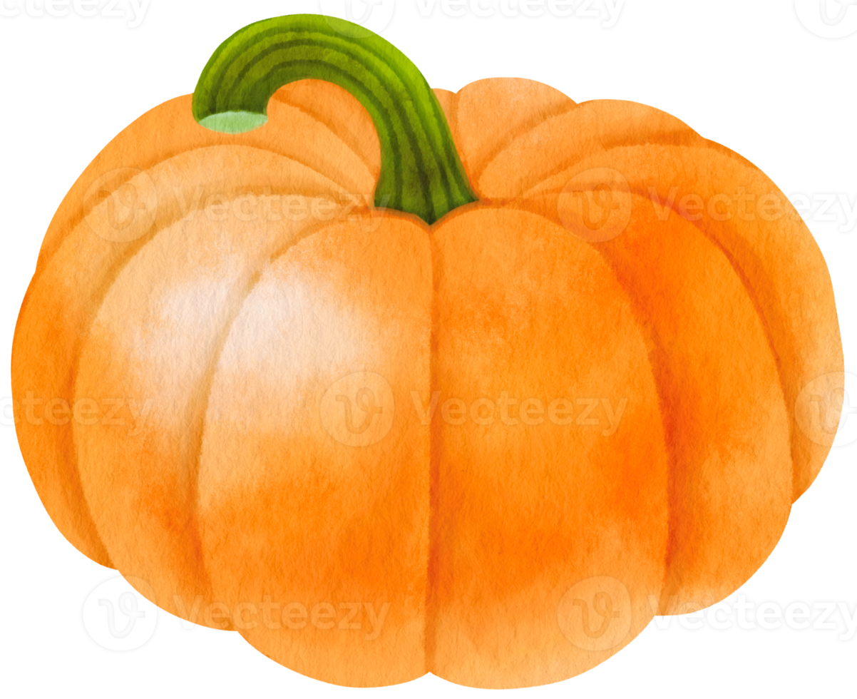 pumpkins vegetable watercolor illustration png