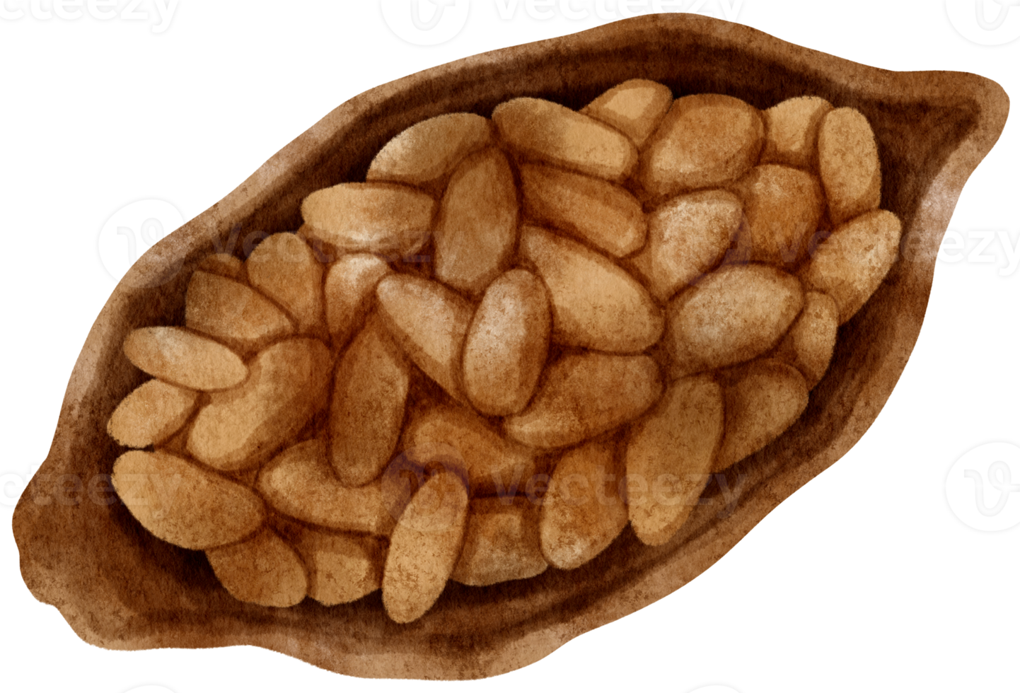 watercolor cacao bean in pod png