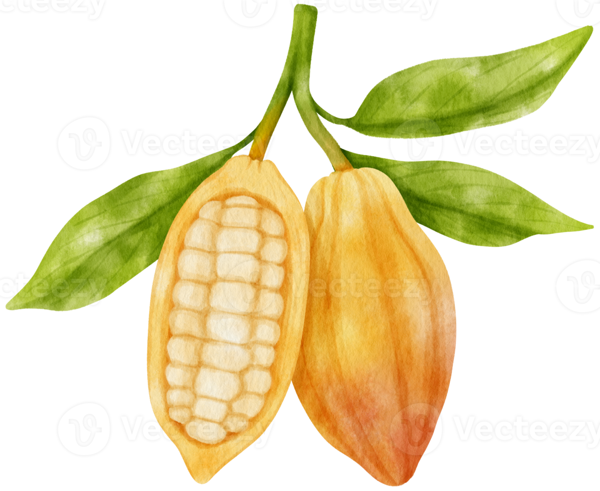 watercolor branch of cacao png