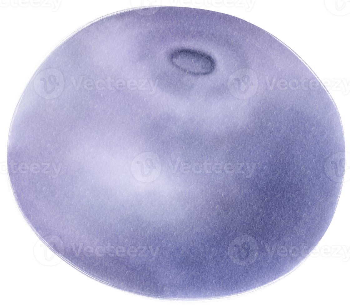 Blueberry Fruit Watercolor illustration png
