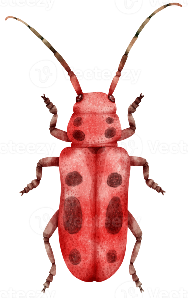 insecto acuarela pintada png