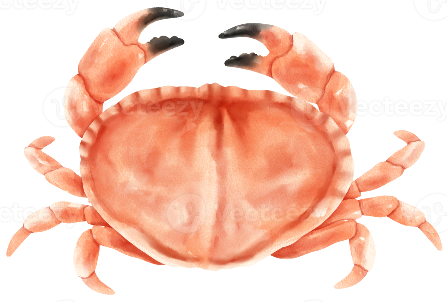 krab zeevruchten aquarel illustratie png