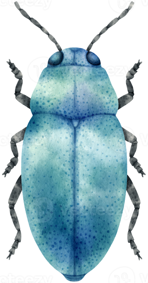 Bug watercolor painted png