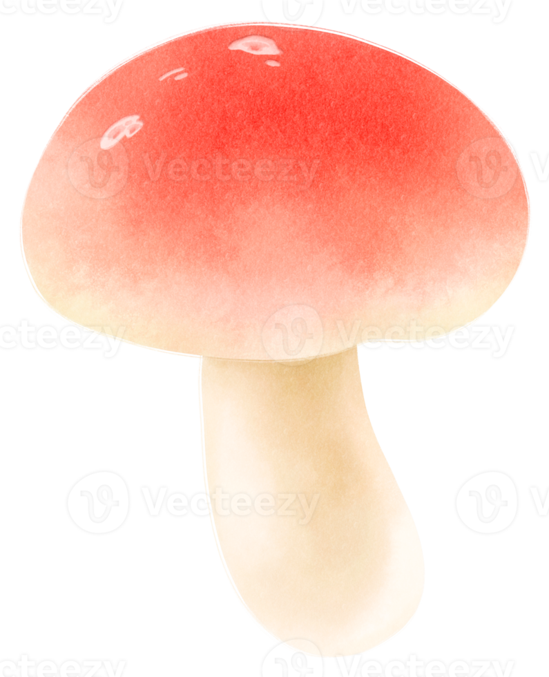 Emetic russula mushroom watercolor illustration png