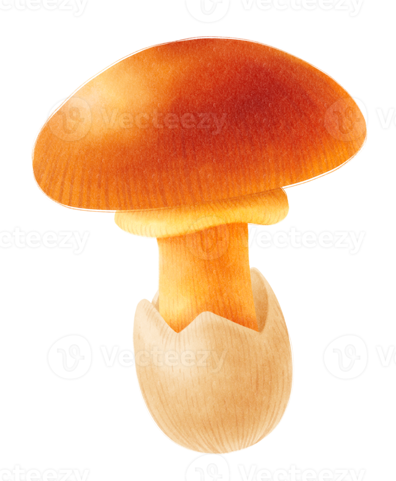 Caesar's mushroom watercolor illustration png