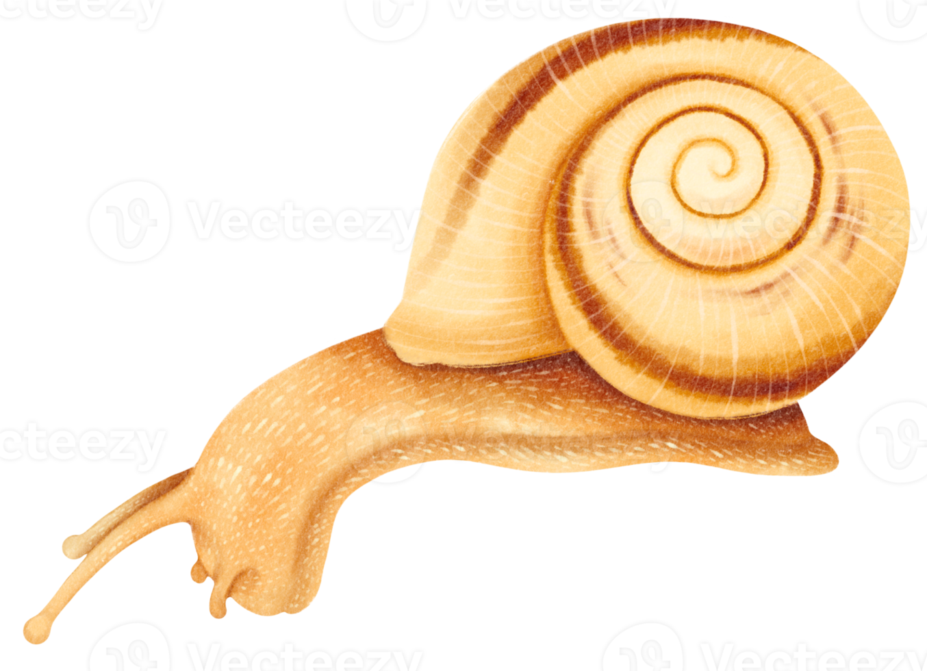 Snail watercolor illustration png