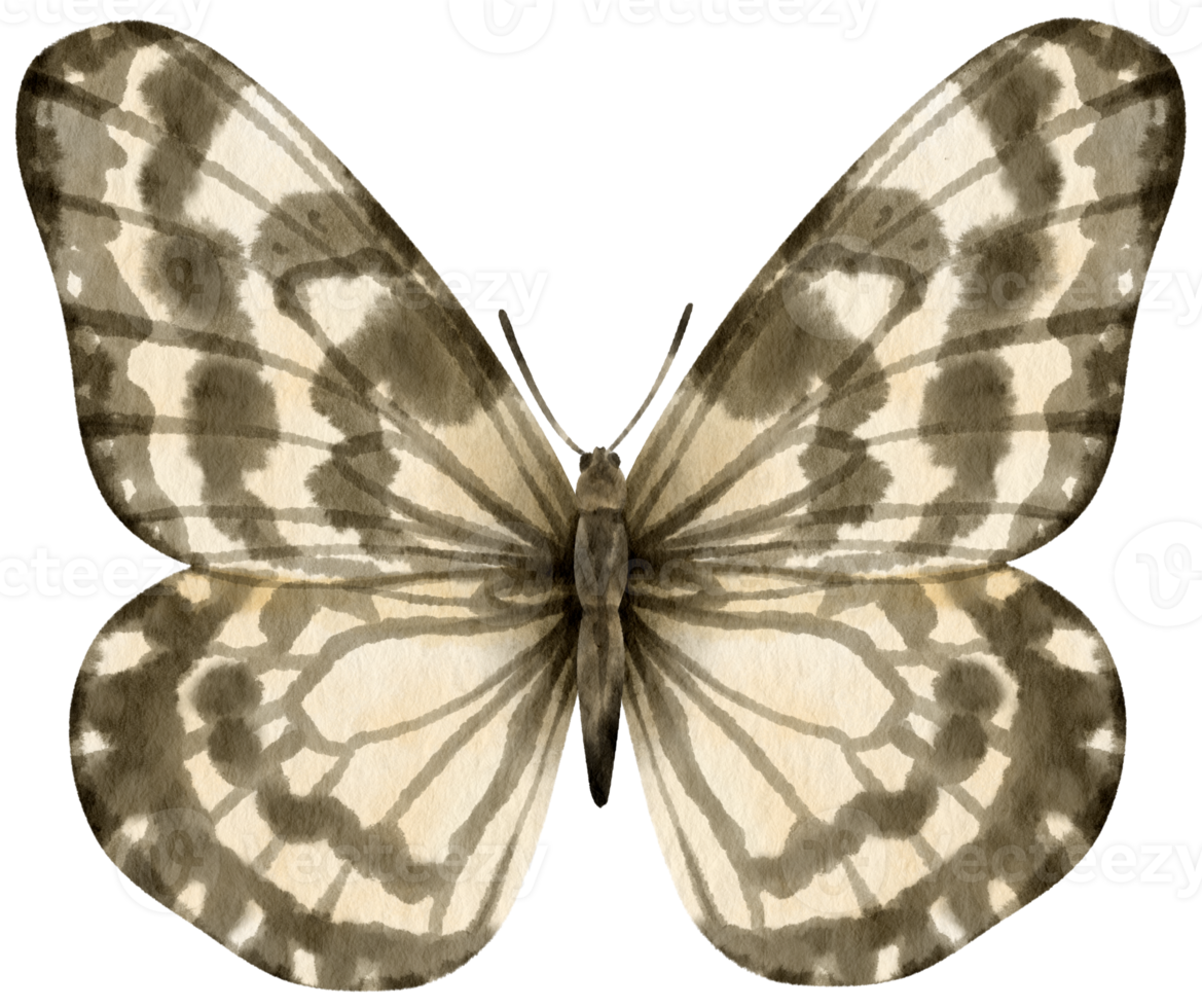Black and White Butterfly watercolor style for Decorative Element png
