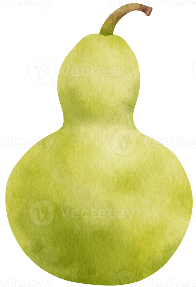 ilustración de acuarela vegetal de calabaza de invierno png