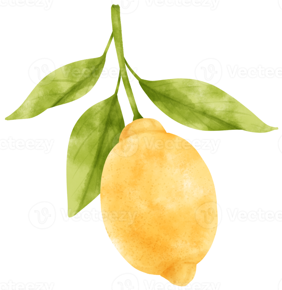 watercolor branch of lemon fruits png