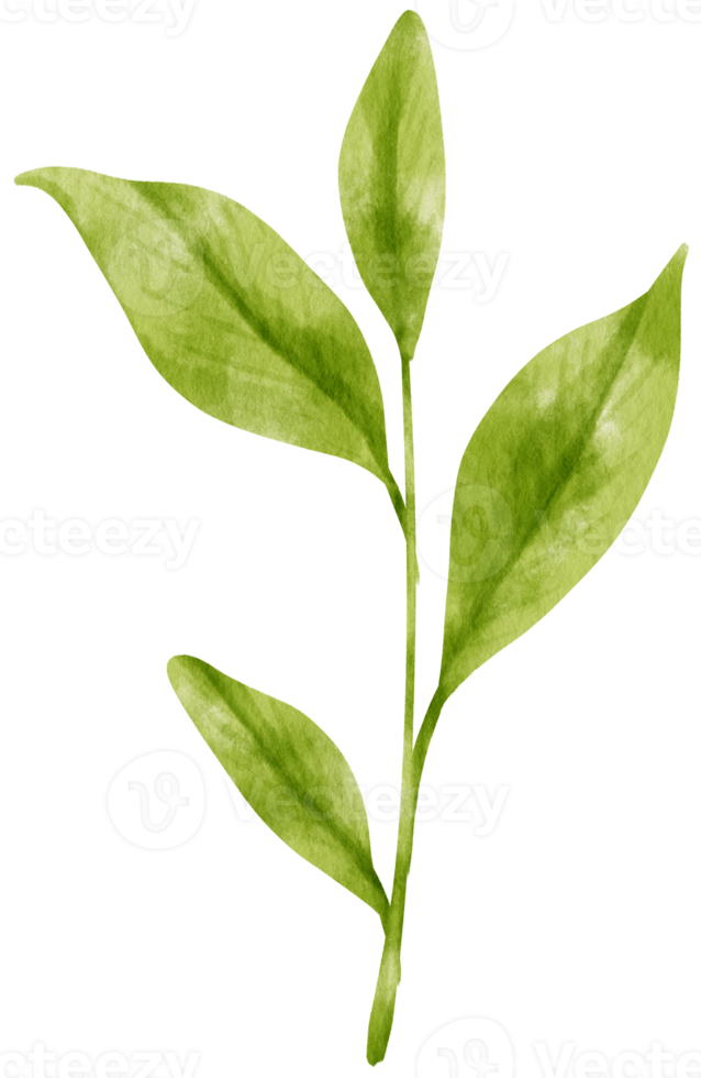 illustrazione dell'acquerello delle foglie di tè verde matcha png