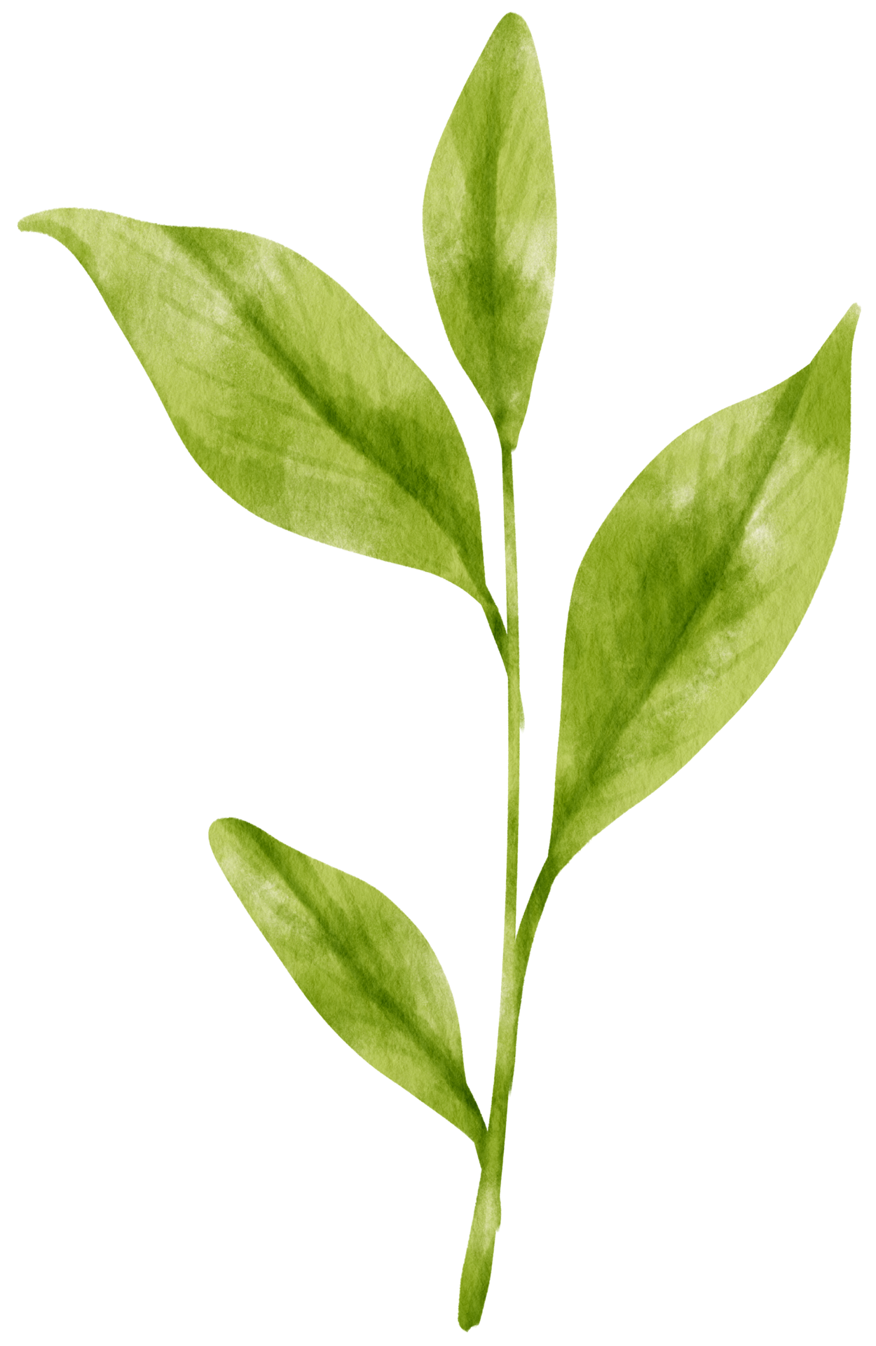 matcha-green-tea-leaves-watercolor-illustration-9661142-png