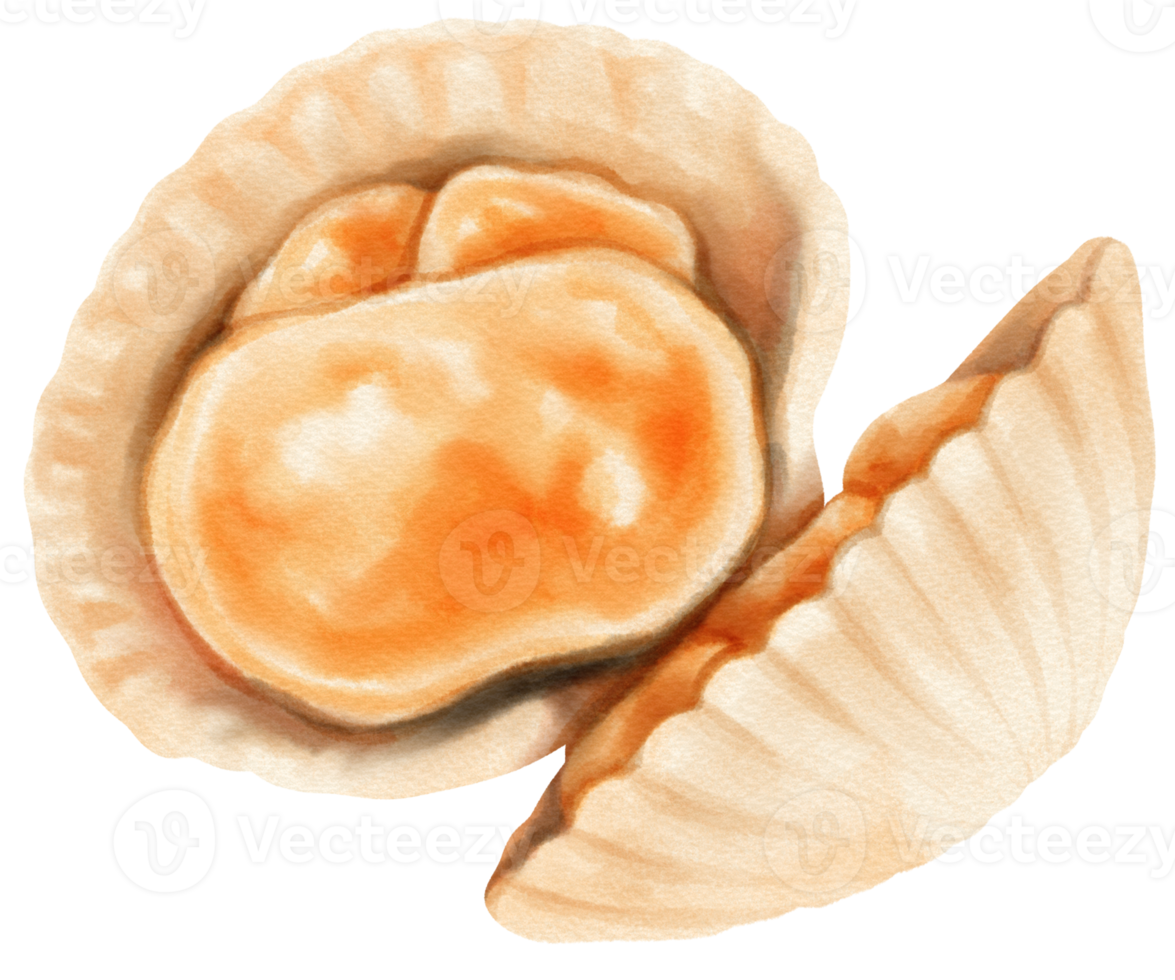 shell zeevruchten aquarel illustratie png