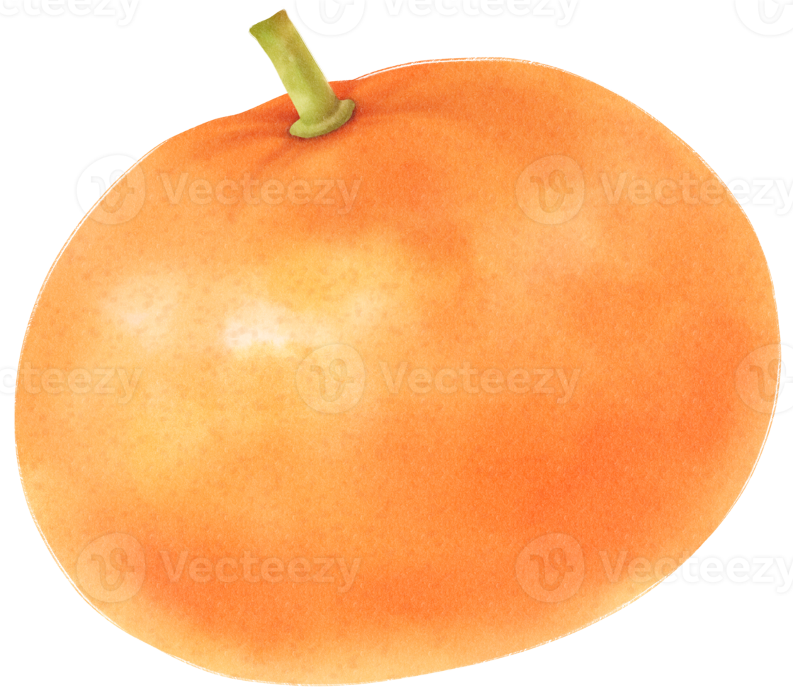 Orangenfrucht-Aquarellillustration png