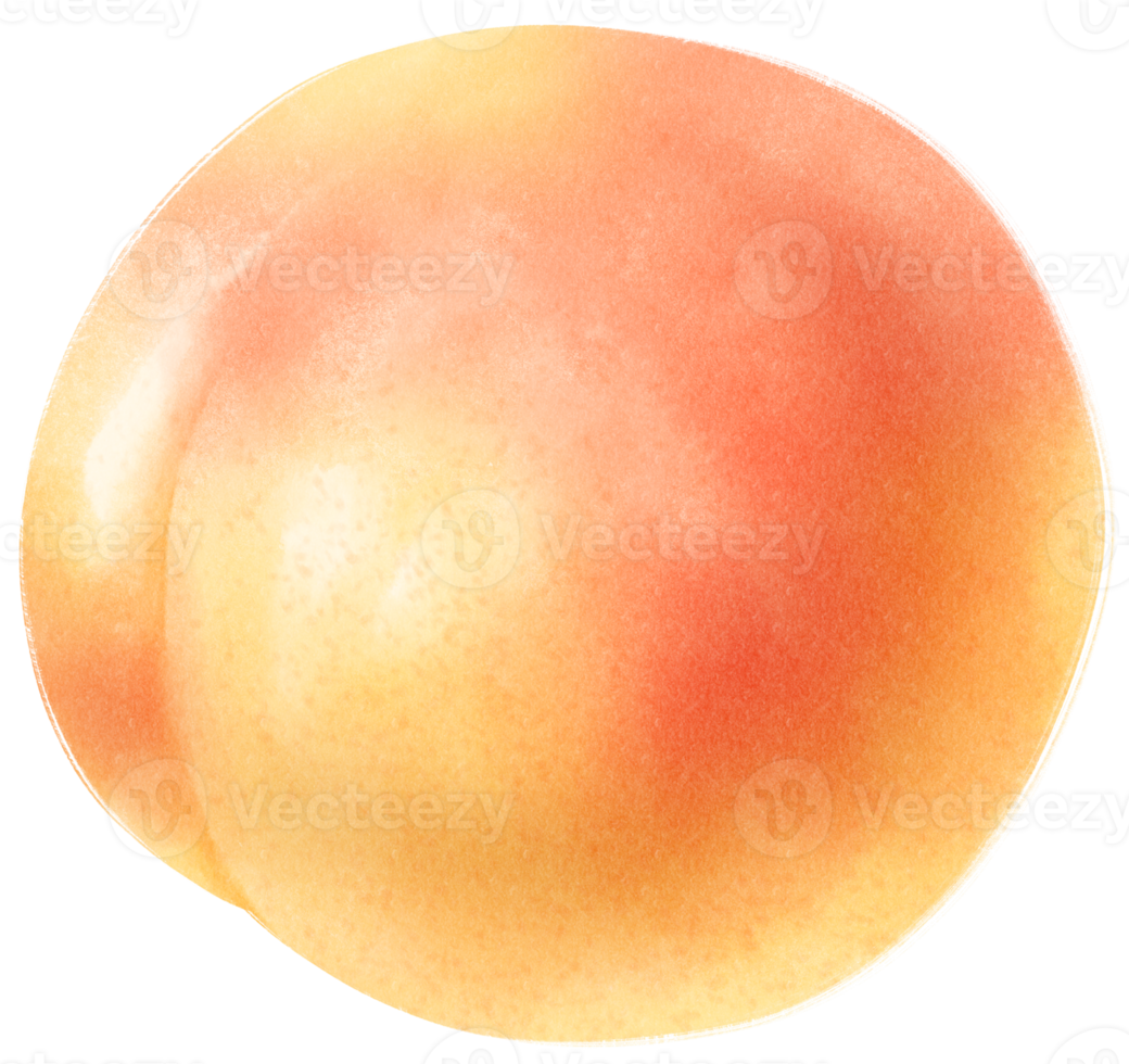 Apricot fruit Watercolor illustration png