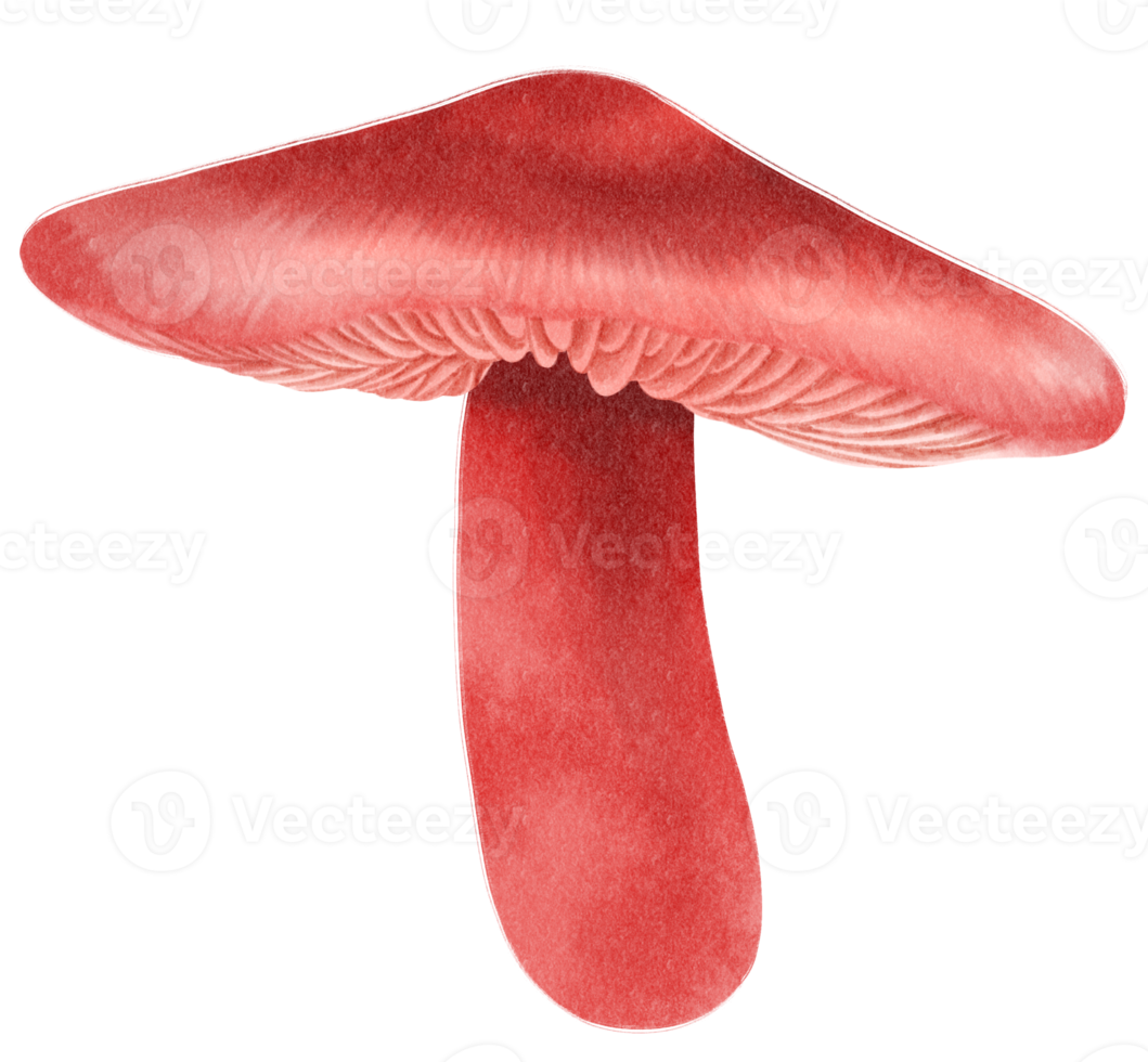 illustration aquarelle champignon rouge png