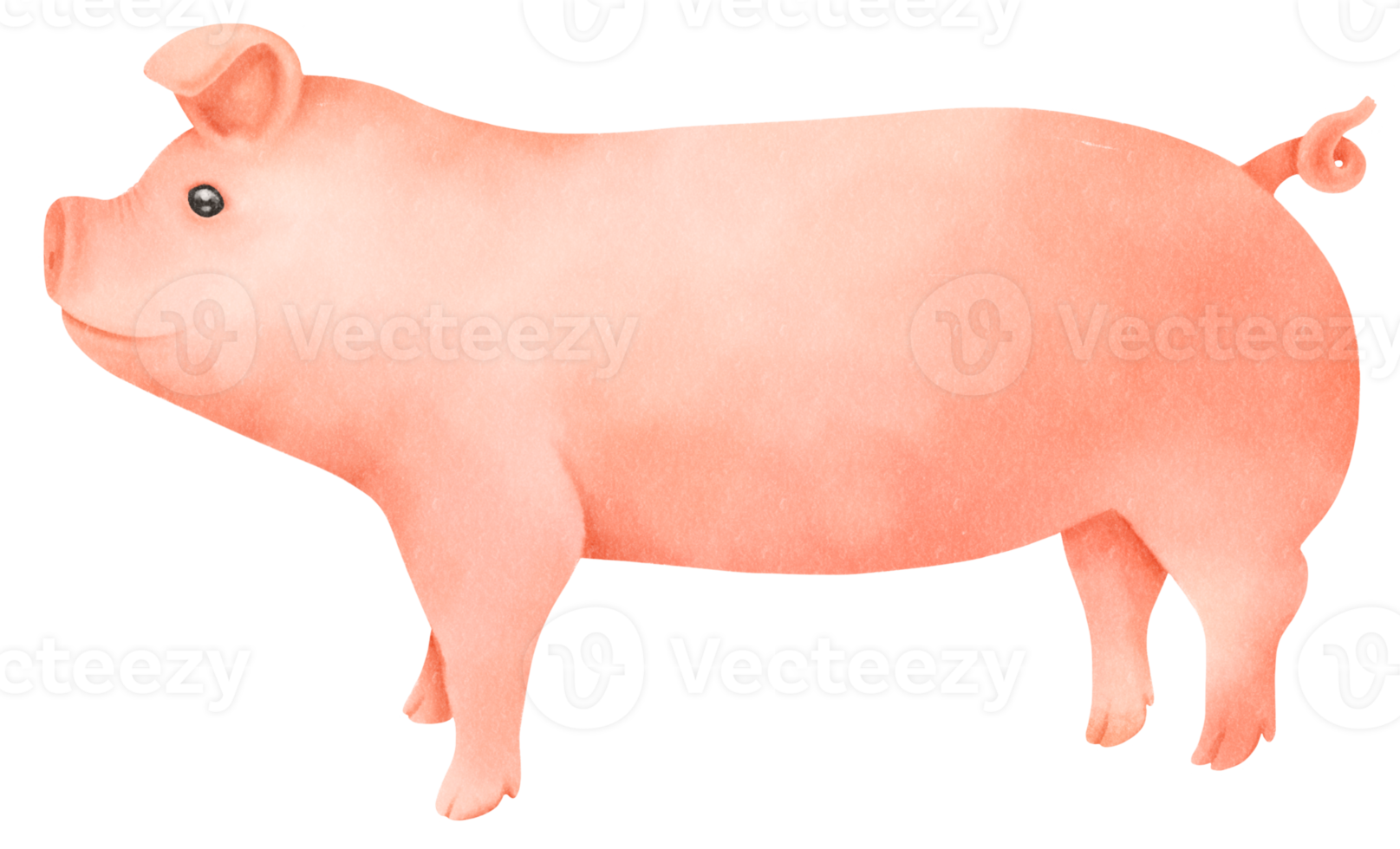 Cute pig watercolor illustration png