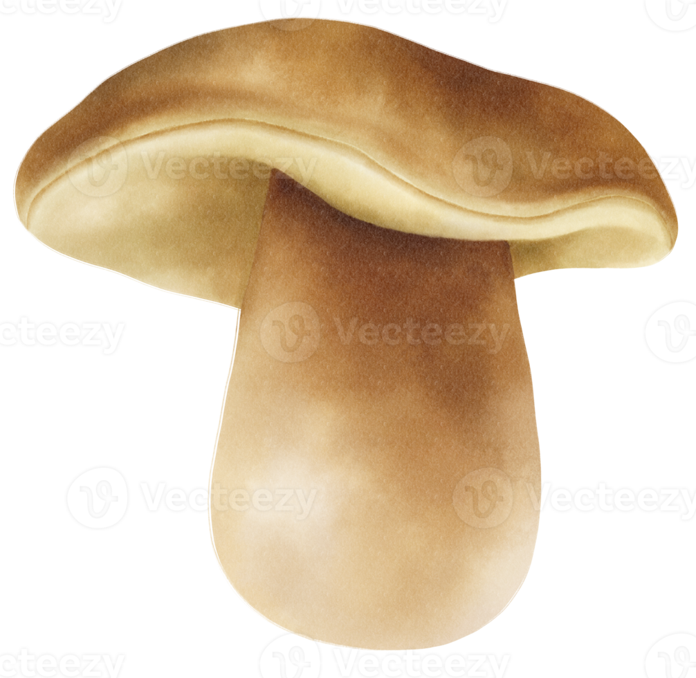 illustrazione dell'acquerello di funghi porcini o porcini png