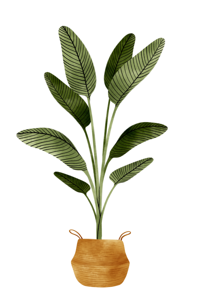 plante tropicale en pot illustration à l'aquarelle png