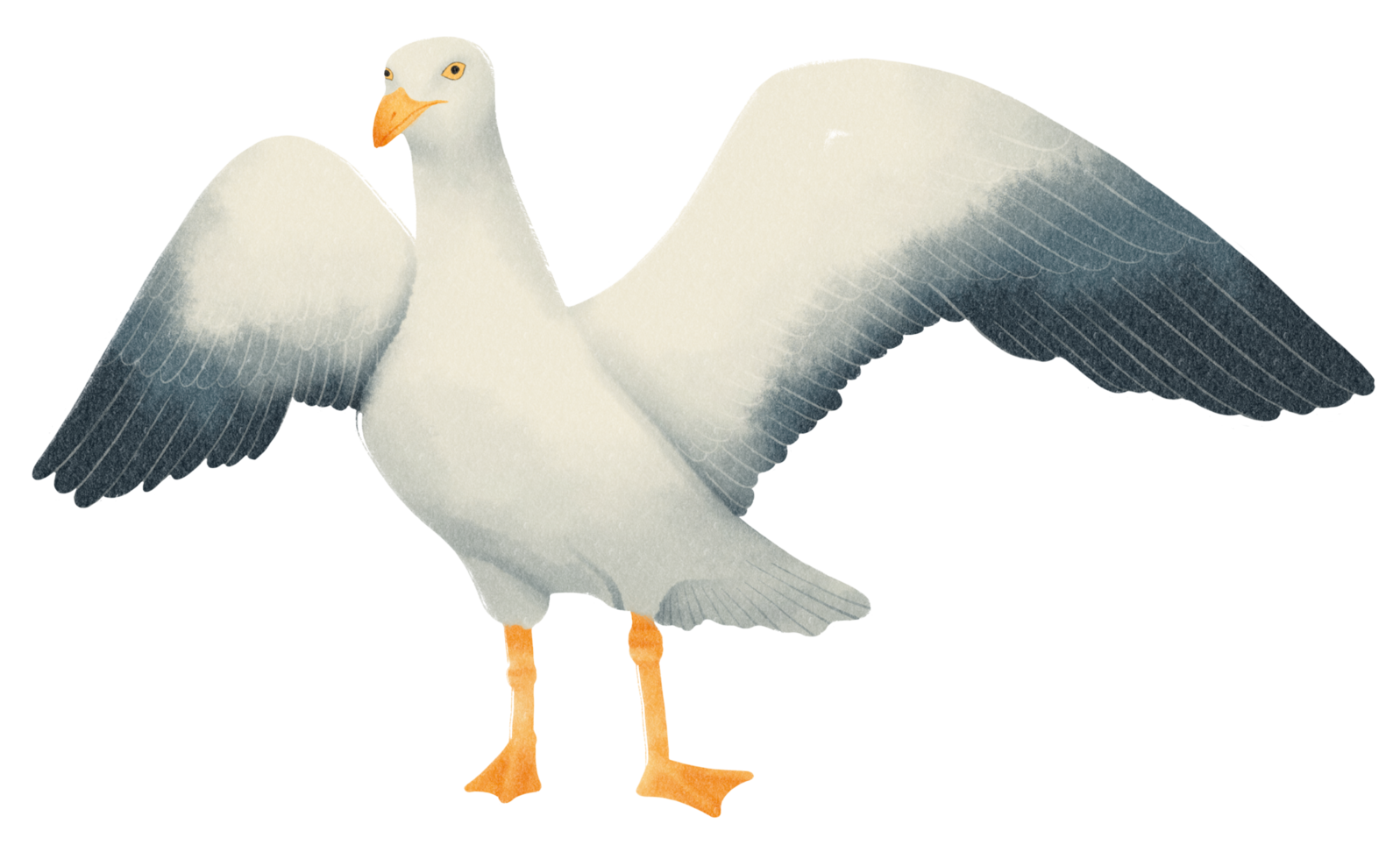 Flying Seagull watercolor png