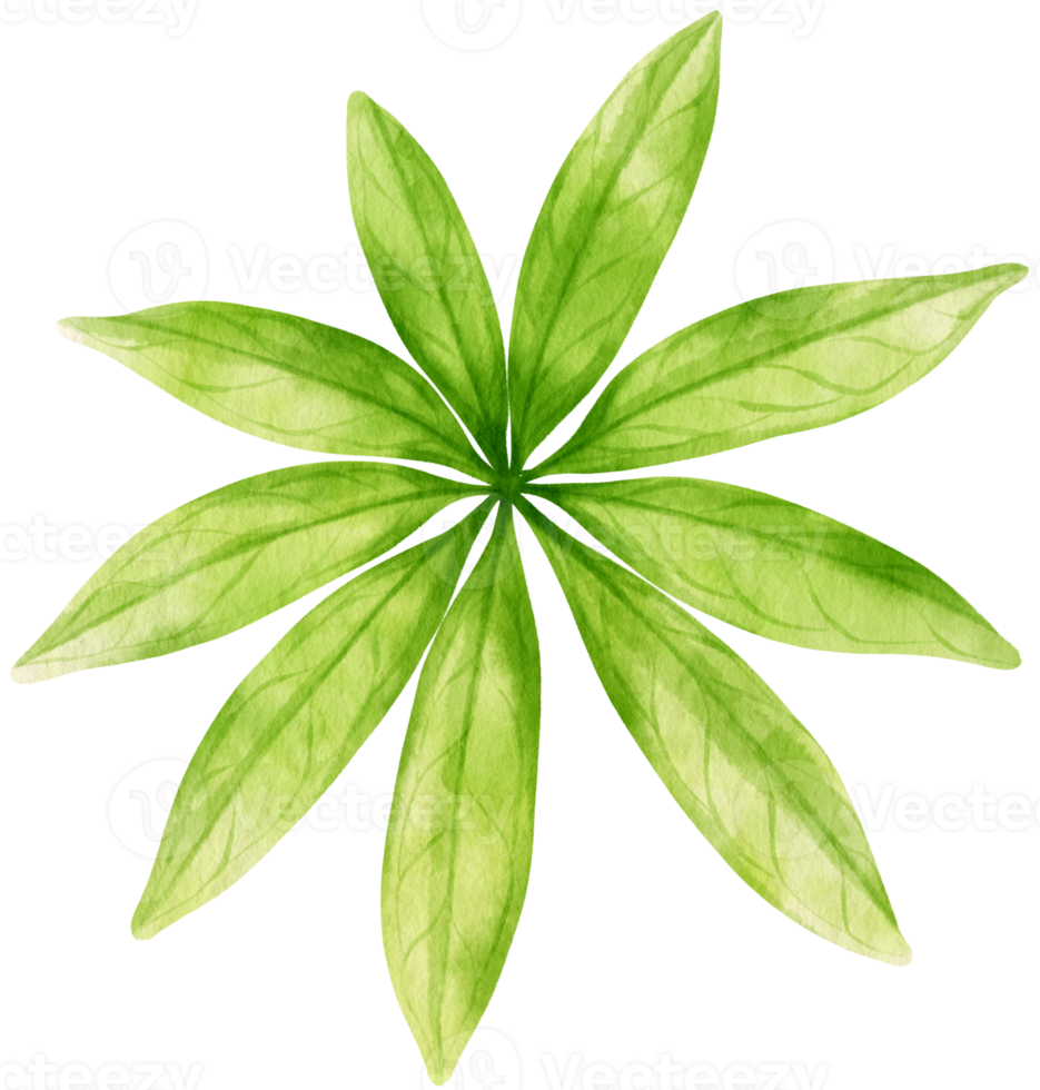 Tropical Leaf  watercolor style for Decorative Element png