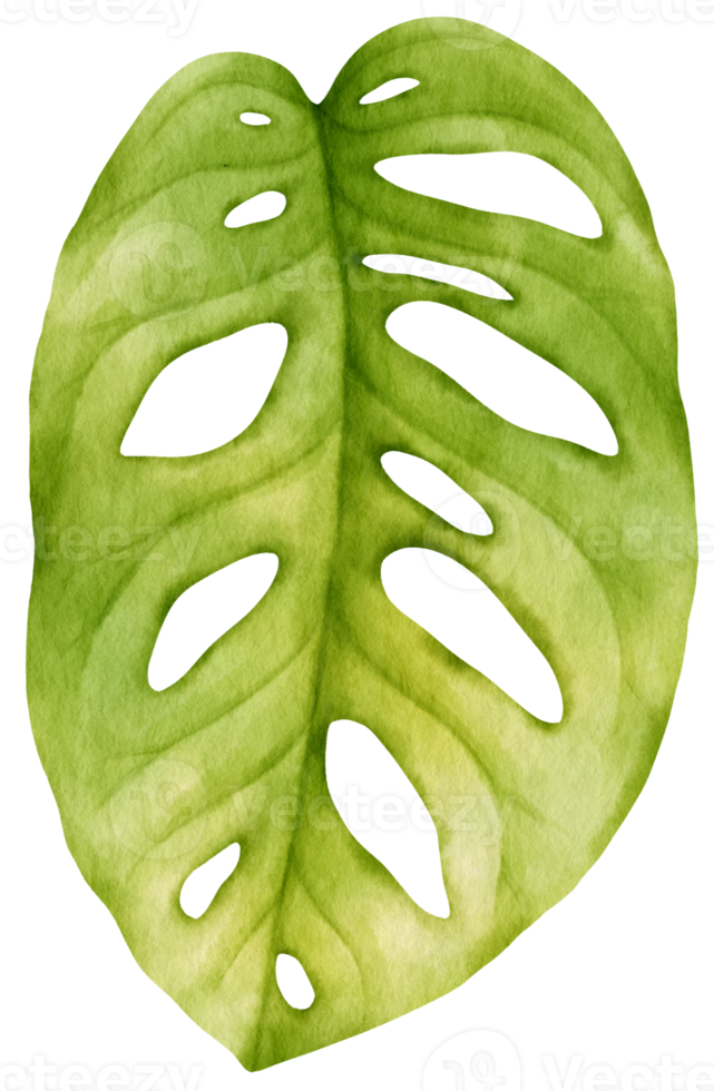 Tropical monstera Leaf  watercolor style for Decorative Element png