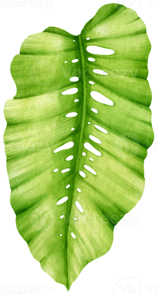 Tropical Leaf  watercolor style for Decorative Element png